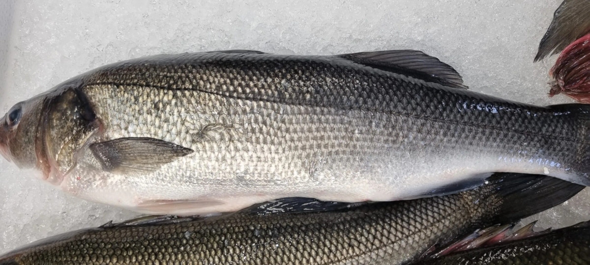 NAŠA RIBARNICA Svež jadranski brancin 720 g - Akcija v trgovini Lidl