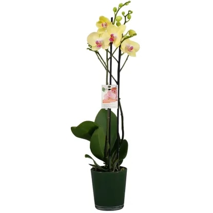 Orhideja "Phalaenopsis" Ø pribl. 9 cm, višina: pribl. 35 do 55 cm - Akcija v trgovini Lidl