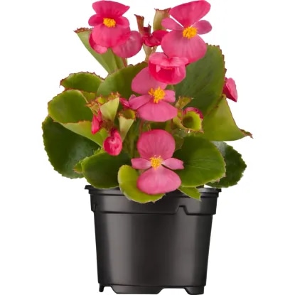 Vednocvetoča begonija v lončku Ø 9 cm - Akcija v trgovini Bauhaus