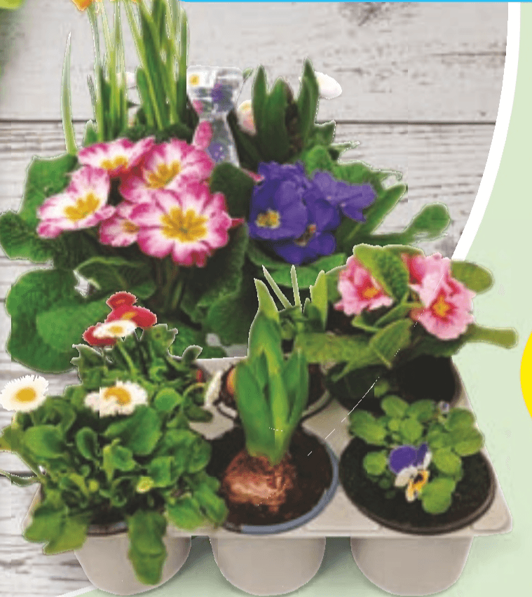 Spomladanske cvetlice 6 rastlin na pladnju - Akcija v trgovini Hofer