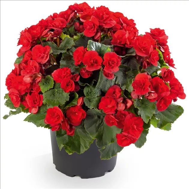 Begonija 'Sunpleasure' (lat. Begonia x hiemalis) Ø 13 cm Volmary - Akcija v trgovini Bauhaus