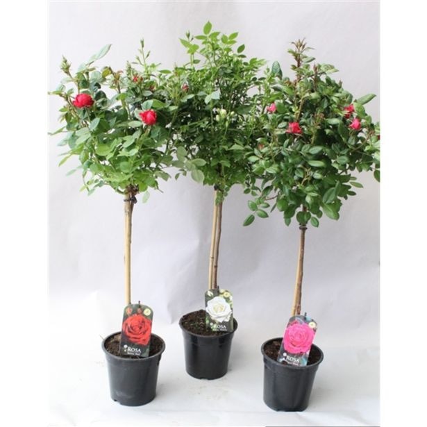 Vrtnica na steblu - Akcija v trgovini Jager