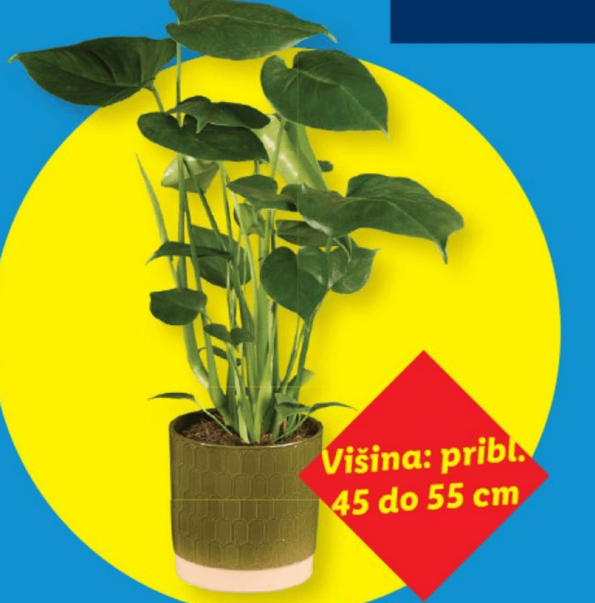 Monstera Ø pribl. 14 cm, višina: pribl. 45 do 55 cm - Akcija v trgovini Lidl