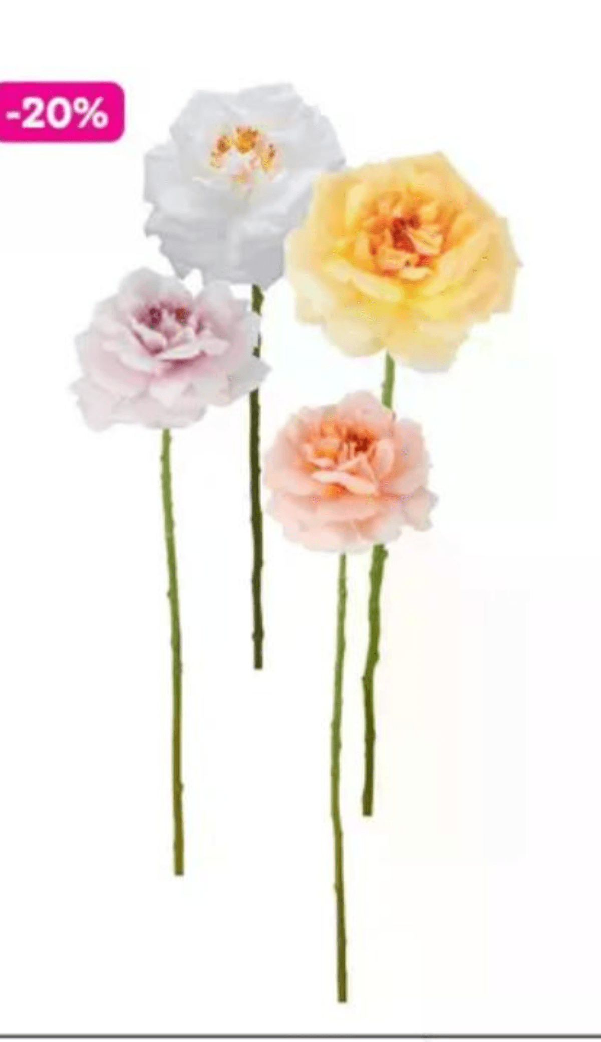 Vrtnica "ROSE" - Akcija v trgovini Mömax