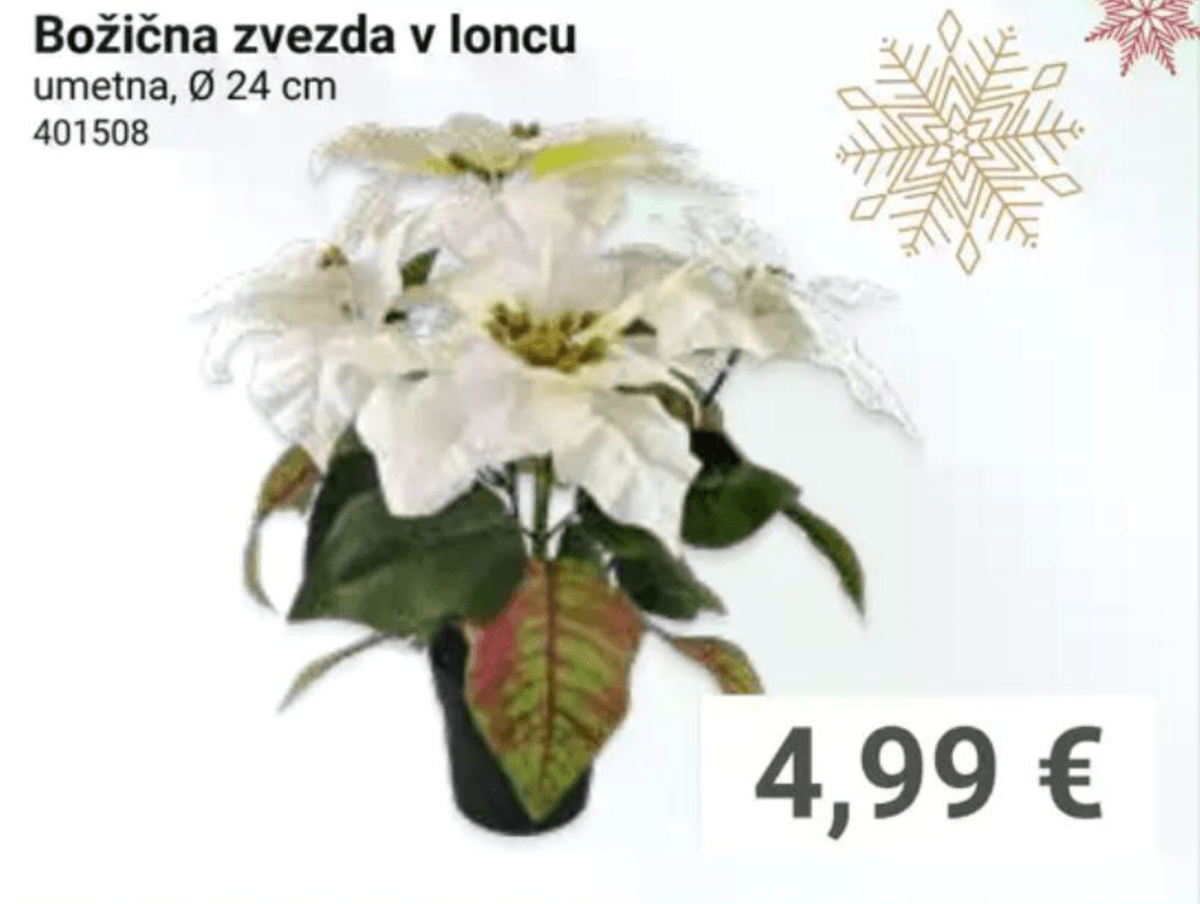 Božična zvezda v loncu - Akcija v trgovini Pevex