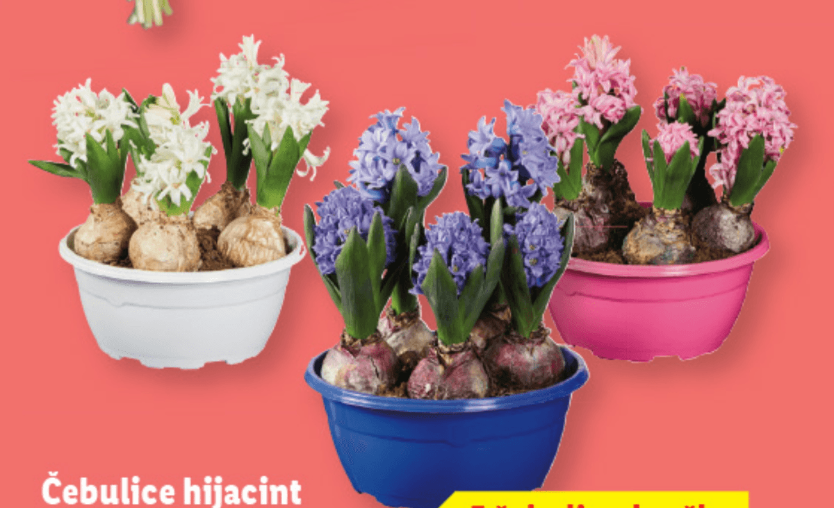 Čebulice hijacint 5 čebulic v lončku - Akcija v trgovini Lidl