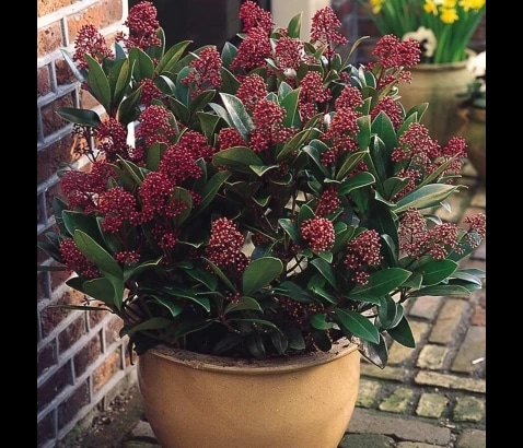 Skimija - Akcija v trgovini Obi