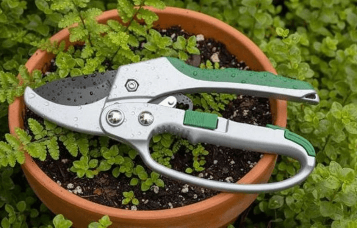 Škarje za obrezovanje - Akcija v trgovini Eurospin