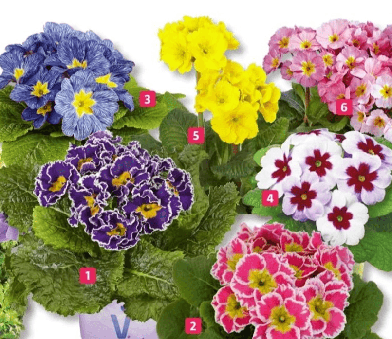 Primula 'Inara' Ø 13 cm - Akcija v trgovini Bauhaus