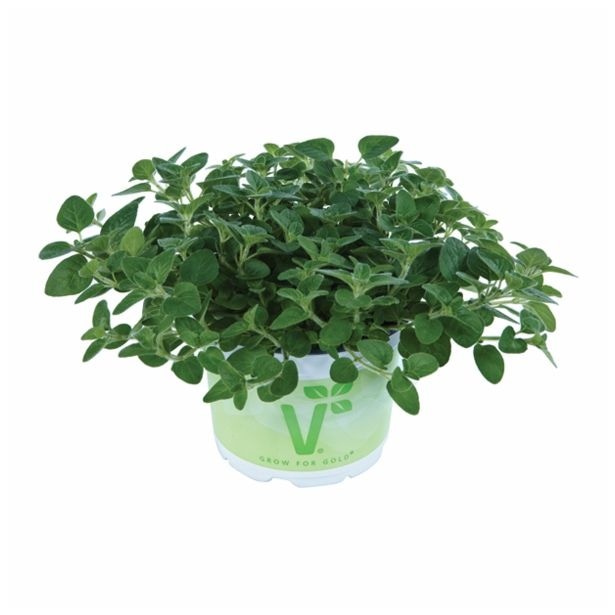 Origano v lončku Ø 12 cm Volmary - Akcija v trgovini Bauhaus