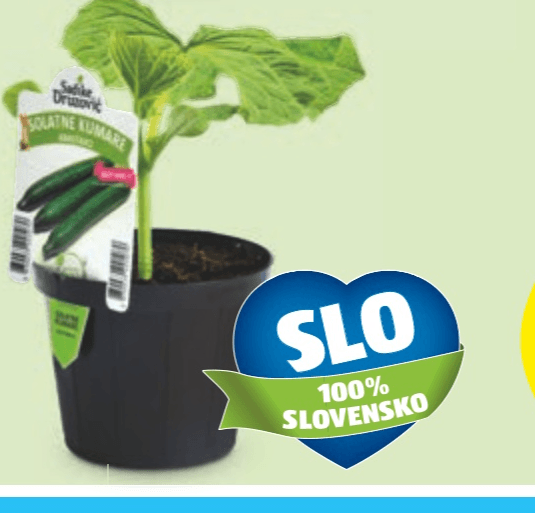 Slovenske zelenjavne sadike 9 sadik na pladnju/1 sadika v lončku Drusović - Akcija v trgovini Hofer