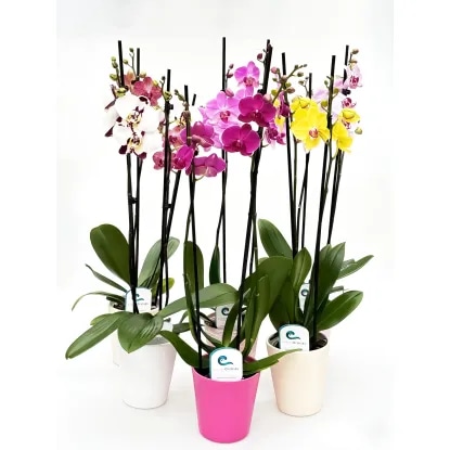 Lončnica Phalaenopsis Mini - Akcija v trgovini Tuš