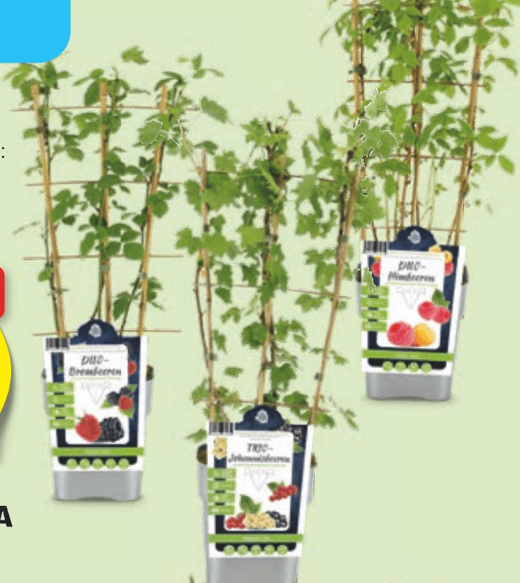 Sadna rastlina - Akcija v trgovini Hofer