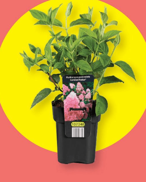Hortenzije višina: pribl. 27 do 40 cm - Akcija v trgovini Lidl