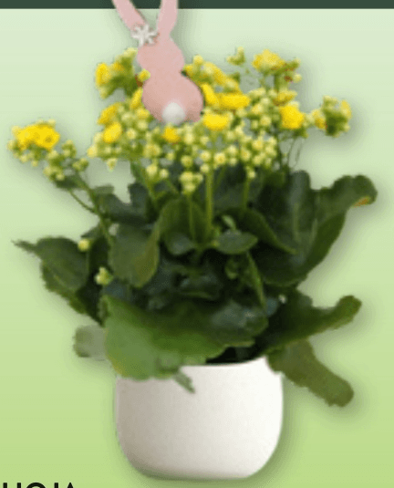 Kalanhoja - Akcija v trgovini Spar