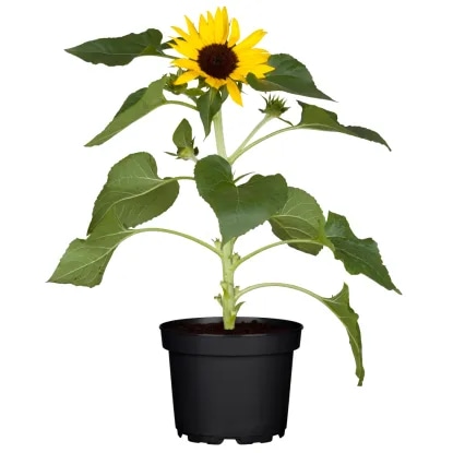 Lončnica Sončnica fi 13 cm - Akcija v trgovini Tuš