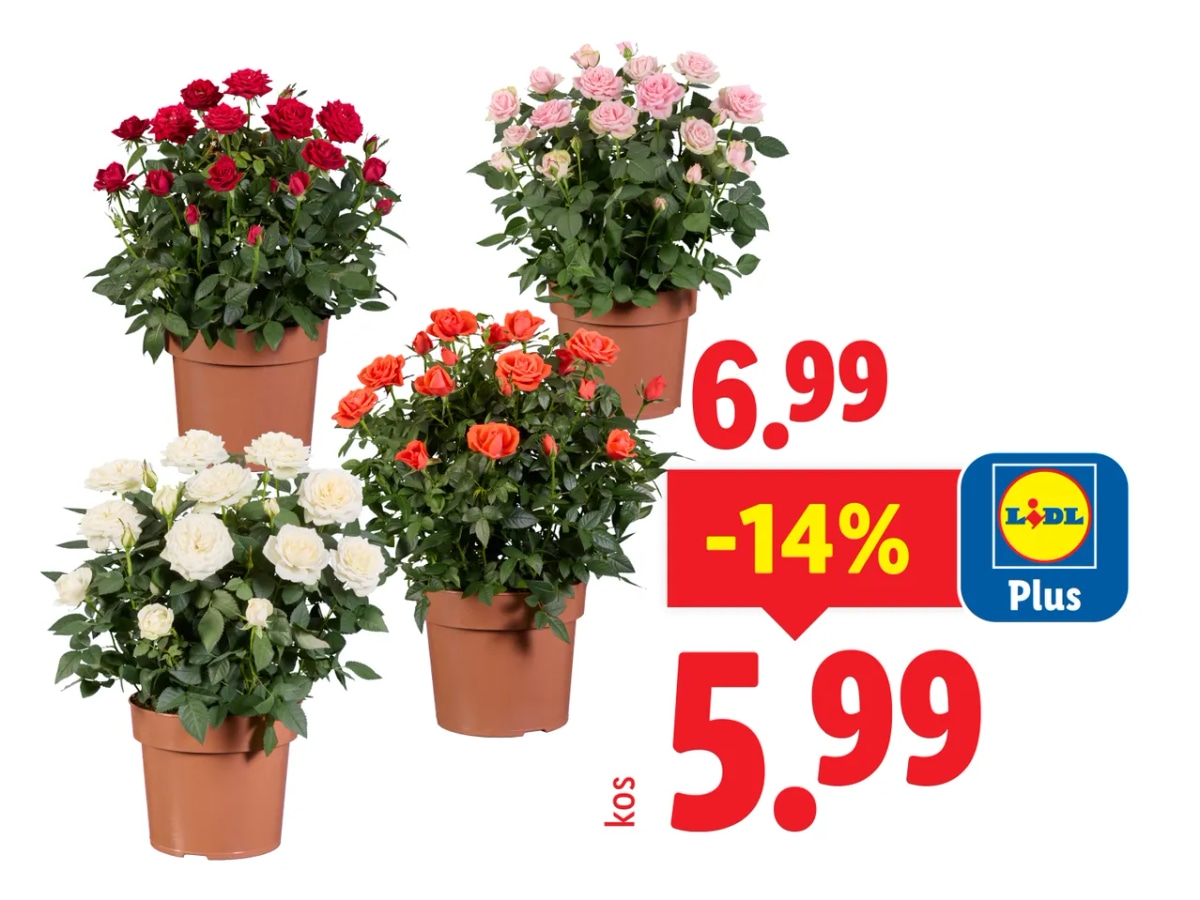 Vrtnica v lončku - Akcija v trgovini Lidl