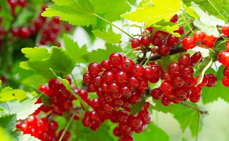 Sadika Ribez - Akcija v trgovini Pevex