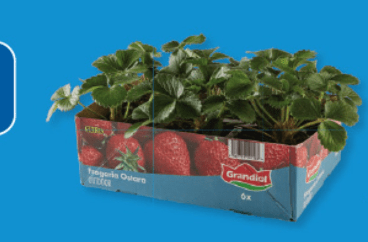 Sadike jagod 6 kosov - Akcija v trgovini Lidl