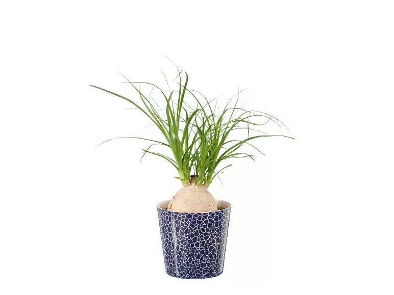 Zelena lončnica Ø pribl. 12 cm, višina: pribl. 28 do 51 cm - Akcija v trgovini Lidl