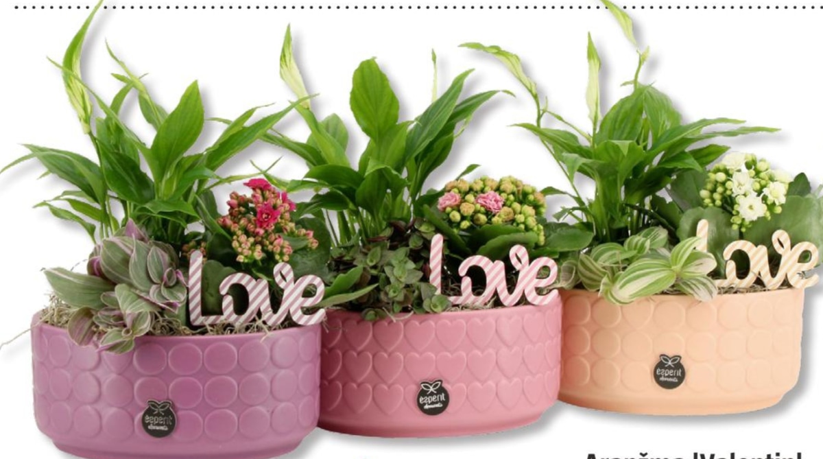 Aranžma 'Valentin' - Akcija v trgovini Bauhaus