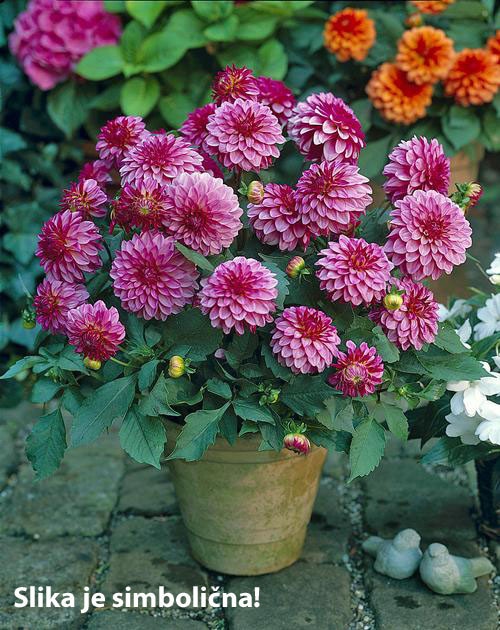 Dalija v lončku Ø 10 cm - Akcija v trgovini Bauhaus