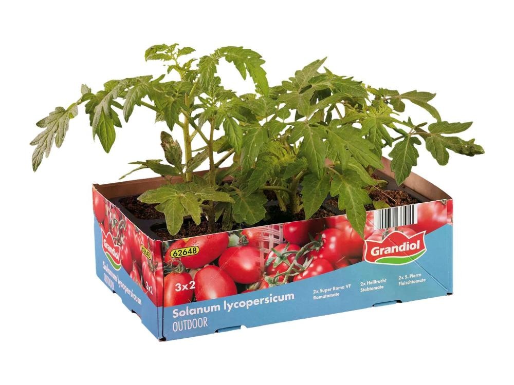 Mešanica sadik paradižnika Grandiol - Akcija v trgovini Lidl