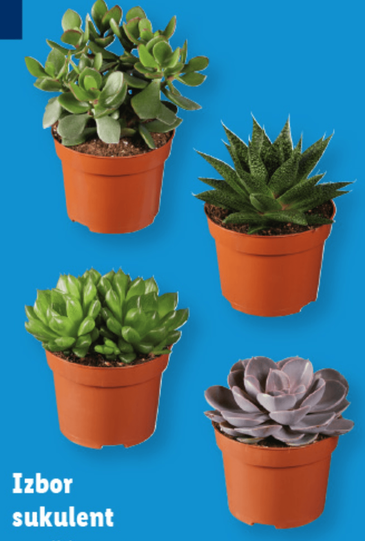Izbor sukulent - Akcija v trgovini Lidl