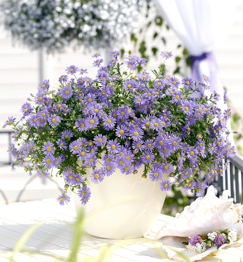 Brahikoma (lat. Brachyscome) v lončku Ø 13 cm Volmary - Akcija v trgovini Bauhaus