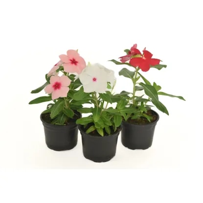Vinka (lat. Catharanthus roseus) Ø 9 cm - Akcija v trgovini Bauhaus