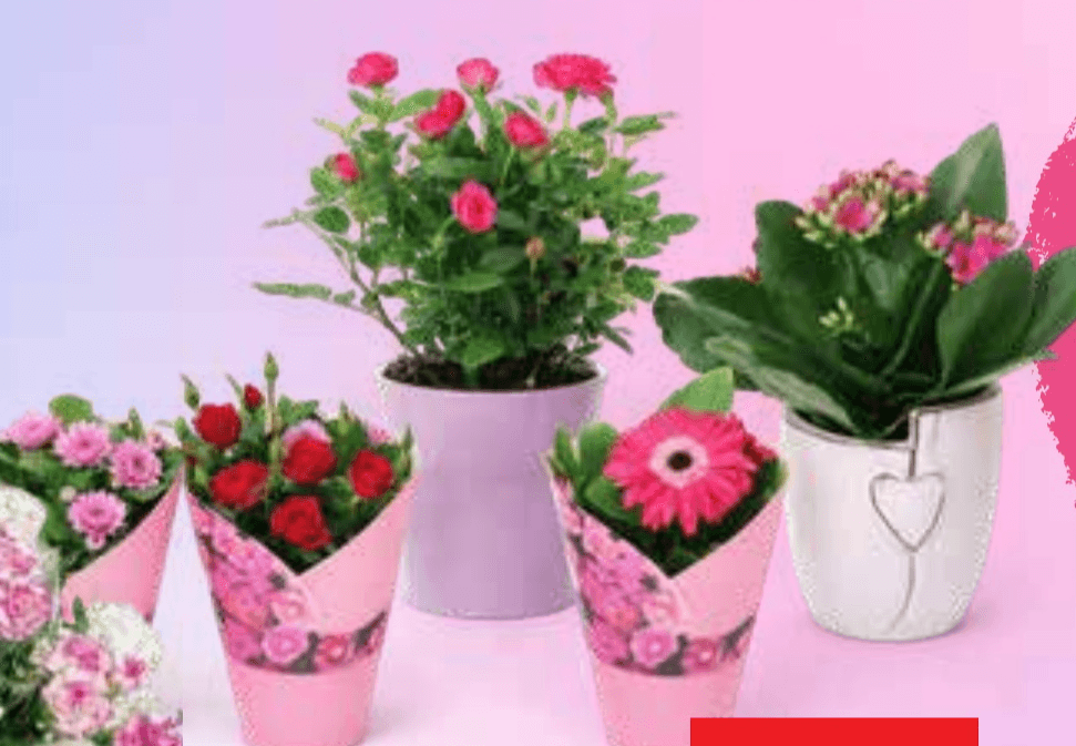 Šopki ali lončnice - Akcija v trgovini Tuš