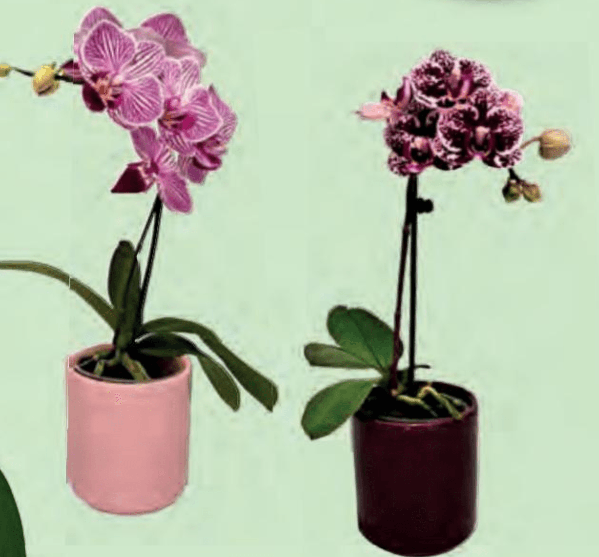 Mini orhideja - Akcija v trgovini Hofer