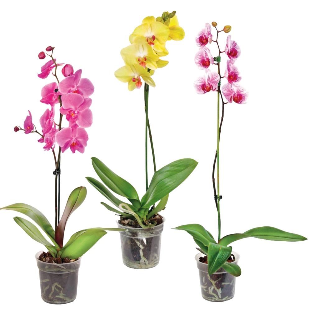 Ocean Orchids 1-stebelna orhideja - Akcija v trgovini Spar