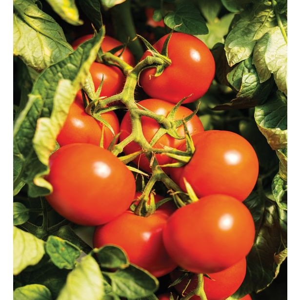 Paradižnik v lončku Ø 12 cm Volmary - Akcija v trgovini Bauhaus