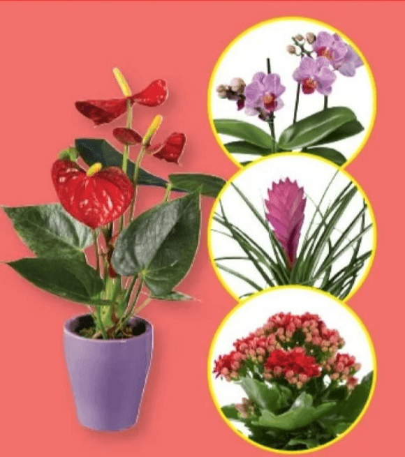 Cvetoča lončnica - Akcija v trgovini Lidl