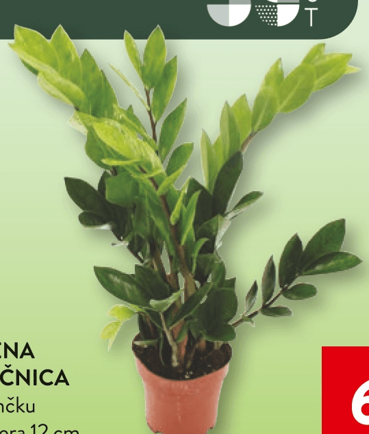Zelena lončnica - Akcija v trgovini Spar