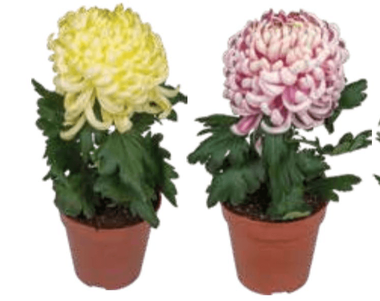 Lončnica Krizantema Coco - Akcija v trgovini Tuš