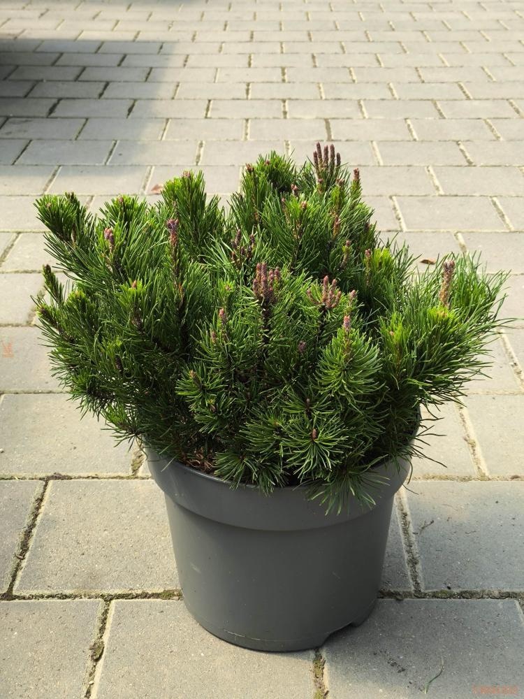 Bor Mugo Pumilio 19 cm lonček - Akcija v trgovini Merkur