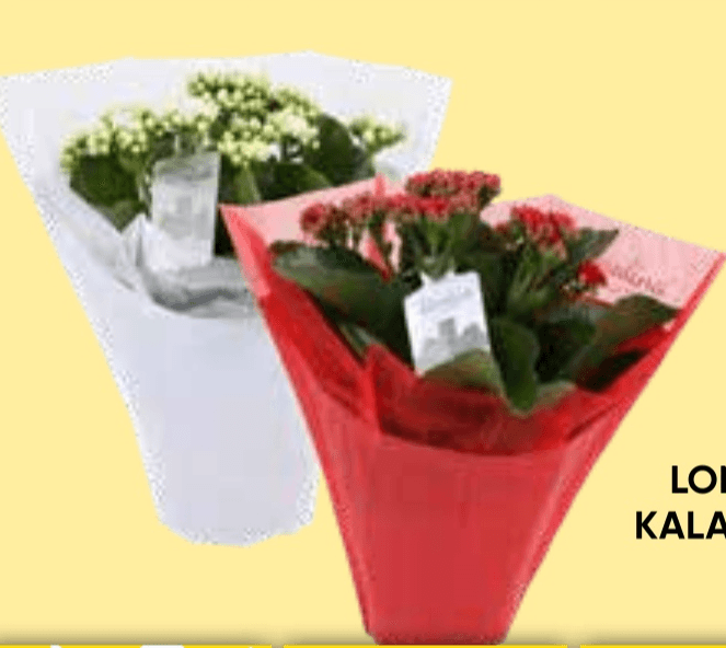 Lončnica Kalanchoe Luxus - Akcija v trgovini Tuš