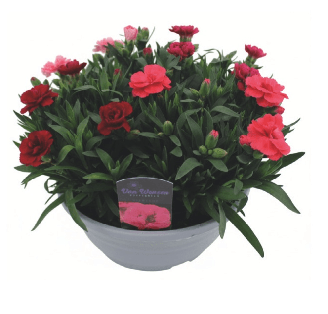 Nagelj Oscar v skledi Ø 22 cm Van Wensen - Akcija v trgovini Merkur