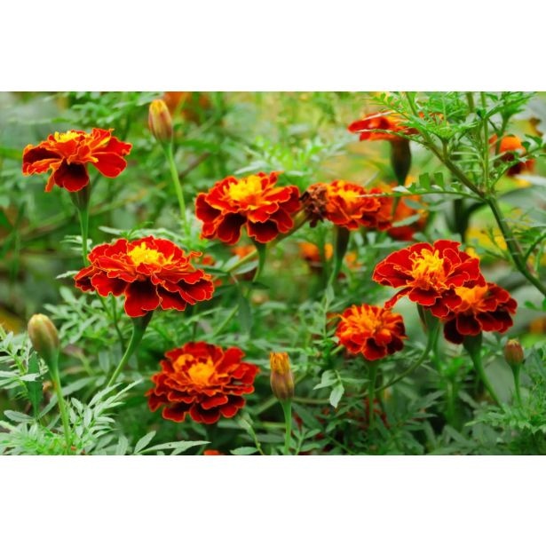 Tagetes drobnocvetni mix Patula ø 9 cm lonček - Akcija v trgovini Merkur