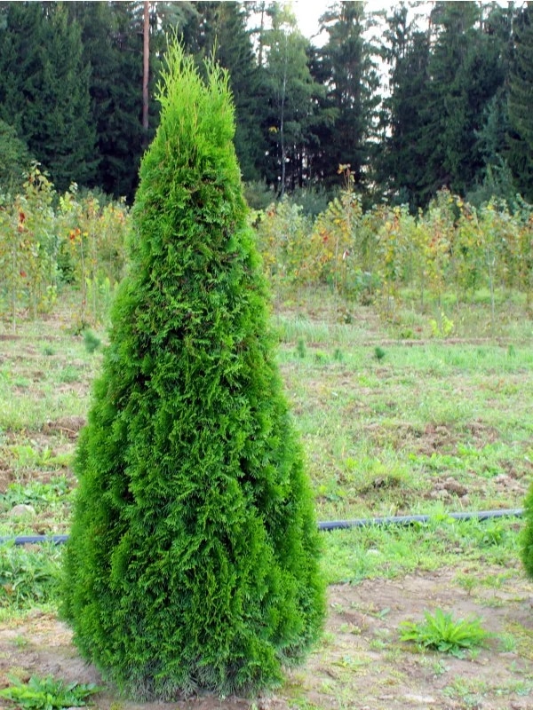 Cipresa 'Smaragd' 3 l, višina 60 cm Akcija v trgovini Bauhaus