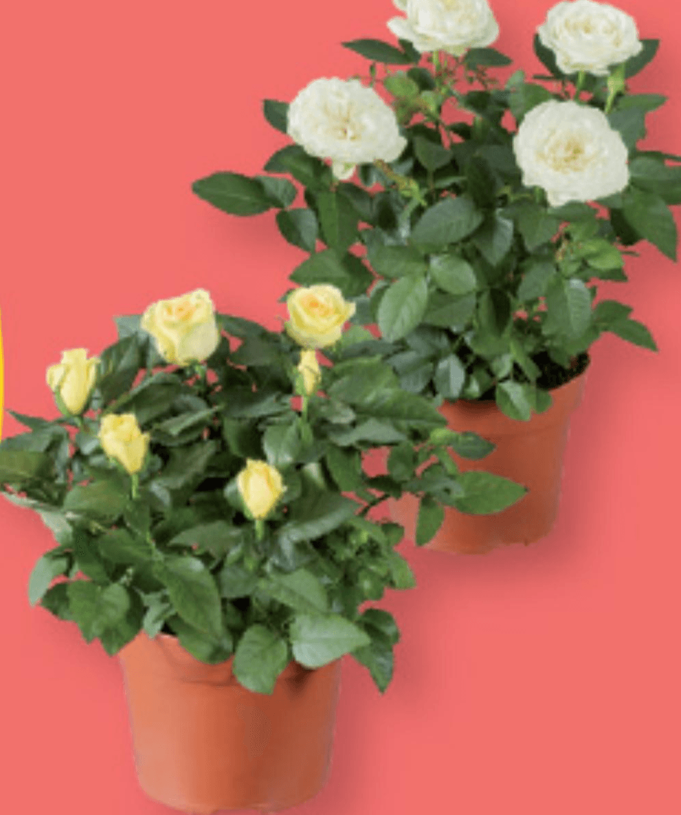 Vrtnica - Akcija v trgovini Lidl