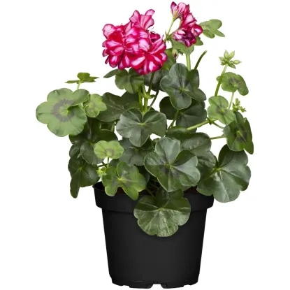 Viseča enojna pelargonija v lončku Ø 10 cm - Akcija v trgovini Bauhaus