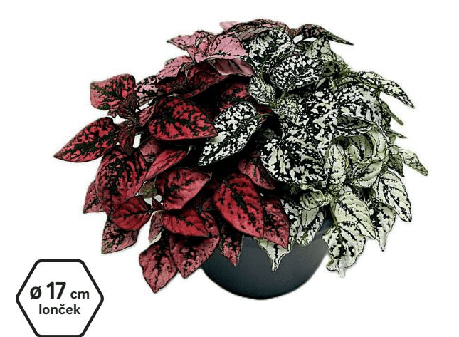 Sobna zelena rastlina Hypoestes Trio 17 cm Akcija v trgovini Merkur