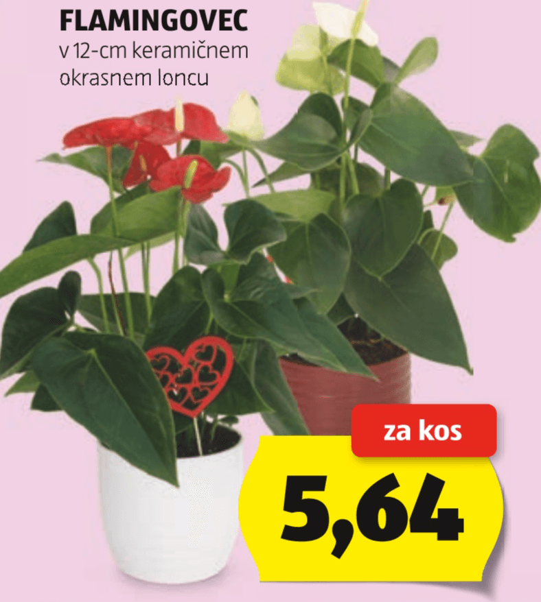 Flamingovec - Akcija v trgovini Hofer