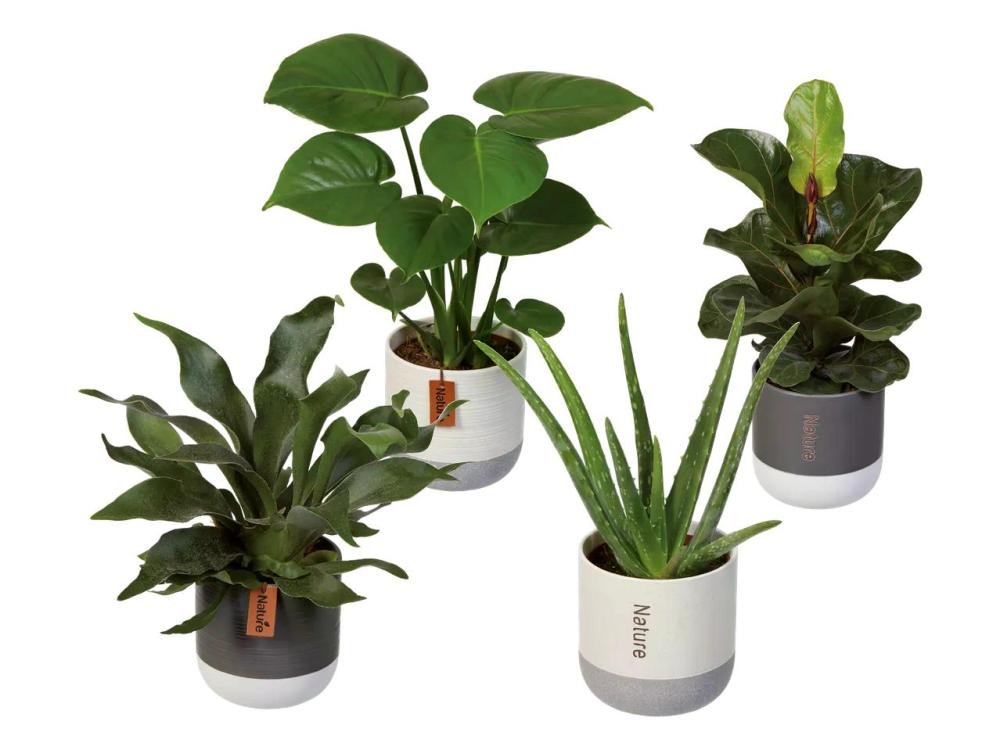 Zelene lončnice Ø pribl. 12 cm, višina: pribl. 22 do 38 cm Nature - Akcija v trgovini Lidl