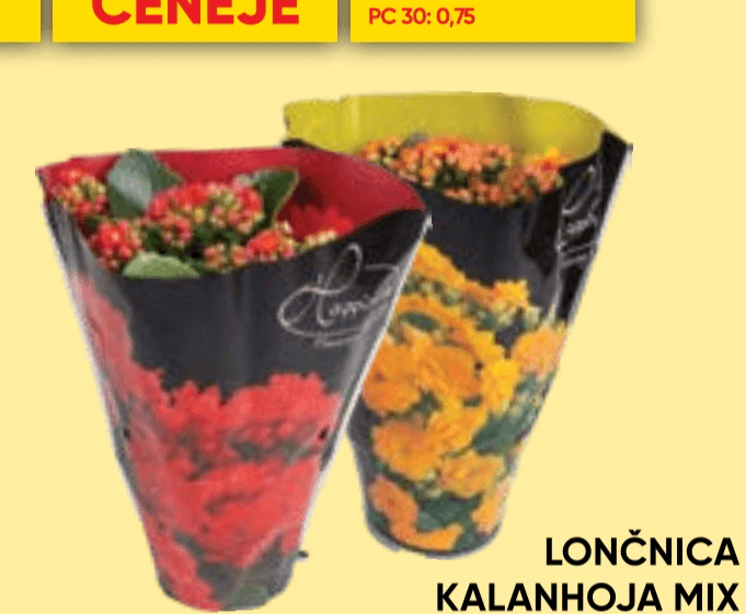 Lončnica Kalanhoja mix Ø 12 cm - Akcija v trgovini Tuš