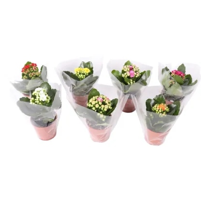 BLOSFELDOVA KALANHOJA - Akcija v trgovini Obi