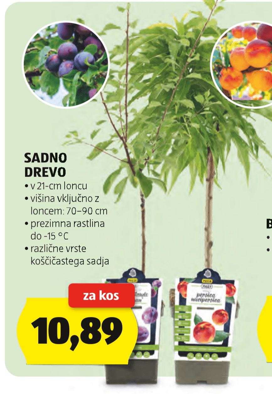 Sadno drevo - Akcija v trgovini Hofer